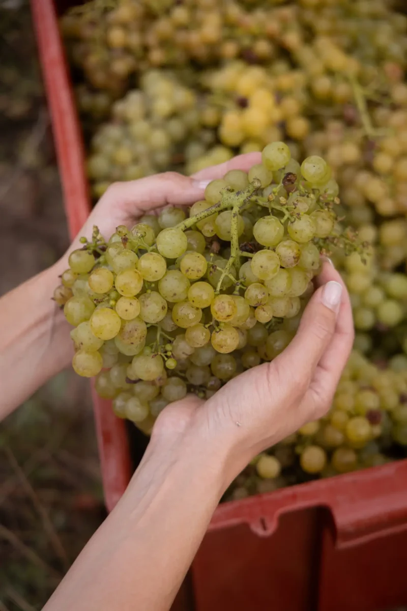 10. výročí Vinařství Fučík